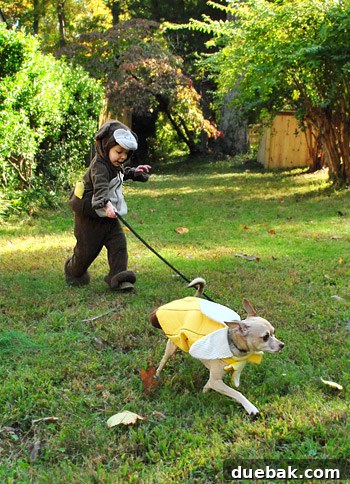 Pet dog looking bemused in a banana Halloween costume