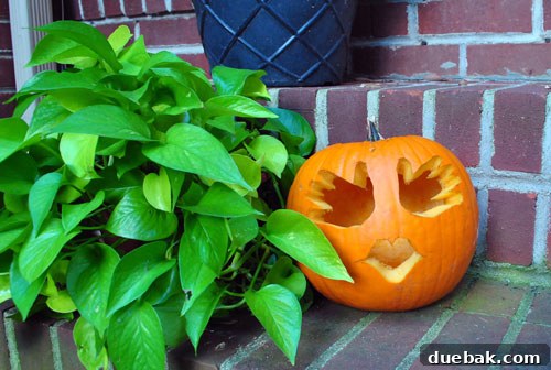 Close-up of a toddler's hand on a pumpkin