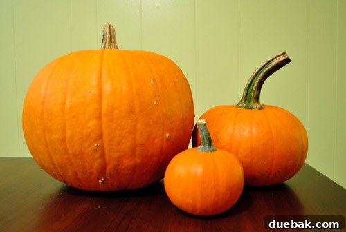 Three pumpkins of varying sizes, ready for decoration