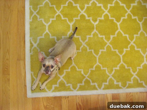 Chihuahua dog playfully laying on a vibrant yellow graphic pattern rug, showcasing its playful design and texture.