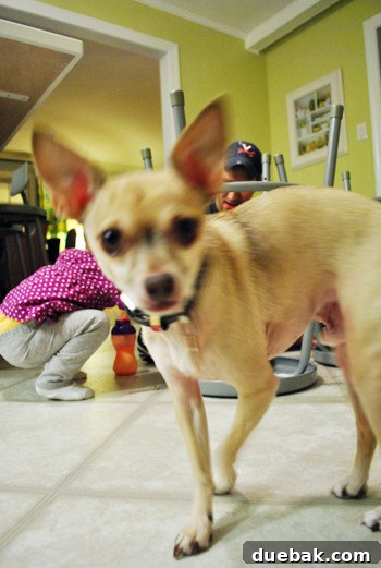 A dog (Burger) photobombing the kitchen renovation scene, possibly near the new stools.