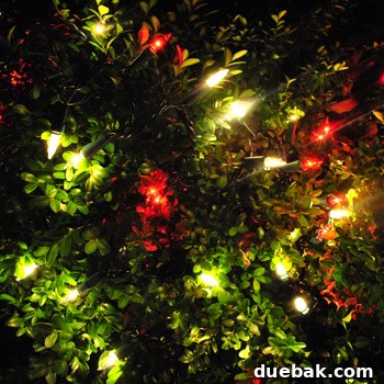 Our Dazzling Outdoor Christmas Display 14 A close-up of the 'candy cane lights' – red and white string lights – showing their festive pattern on the bushes, with a note about the white lights appearing green in the photo.