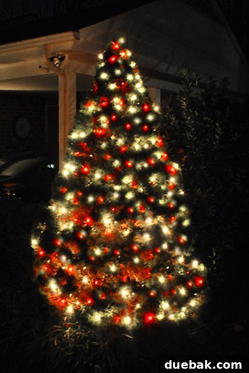 Our Dazzling Outdoor Christmas Display 6 A closer, detailed shot of the evergreen bush transformed into a festive outdoor Christmas tree, sparkling with red and white lights.