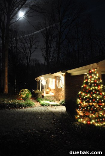 Our Dazzling Outdoor Christmas Display 7 A side view of the outdoor Christmas tree, showcasing the lights from a different angle, with an amusing note about the white lights appearing green in the photograph.