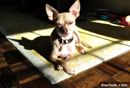 February's Finest 25 Chihuahua Burger adjusting to new house
