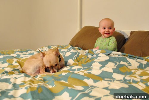 January's Standouts 5 Bedroom featuring a leafy green duvet, with a dog and baby resting on it