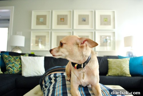 Burger the dog lying on John on the ottoman while photos are taken