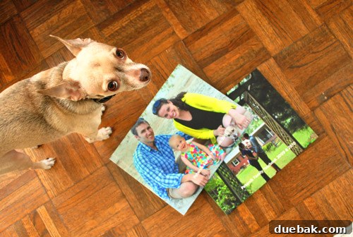 A playful photo bomber, presumably Burger the dog, trying to get into the shot of the photo book
