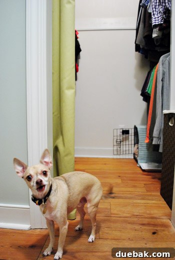 Burger the chihuahua stands proudly inside his newly arranged closet space.