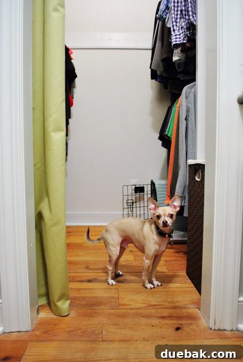 Burger's previous crate spot is now occupied by a laundry basket, much to his mock dismay.