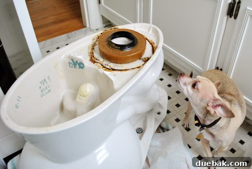 Rock-Solid Toilet: Easy DIY Fix 17 New wax ring applied to underside of toilet bowl with chihuahua in background