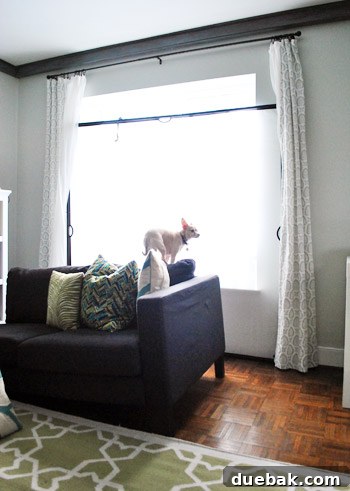 Burger the dog calmly perching on a piece of furniture, illustrating his relaxed demeanor amidst the photoshoot chaos.