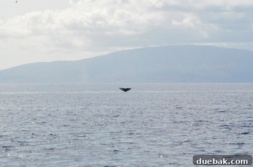 A whale's blowhole creates a misty spout of water above the ocean surface, a sight from the whale watching tour.