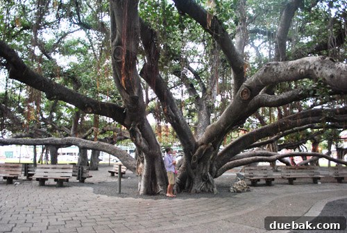 The vast Banyan Tree Park in Lahaina, showcasing the incredible canopy and interconnected trunks of a single banyan tree.