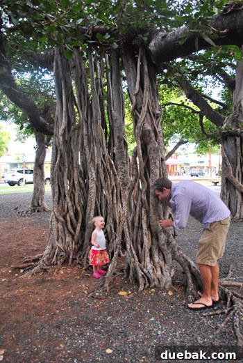 Clara plays peekaboo around a thick, newly formed banyan tree trunk, highlighting the tree's unique growth.