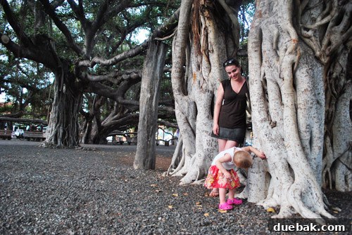 Another view of the Banyan Tree, emphasizing its immense size and the tranquil atmosphere beneath its branches.