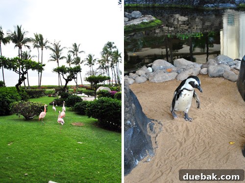 A vibrant flamingo stands gracefully by a water feature at the Hyatt Regency Kaanapali resort.