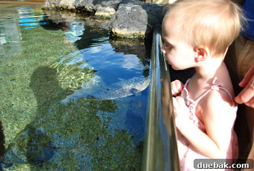 Clara, our toddler, excitedly points at fish through the glass at the Maui Ocean Center aquarium.