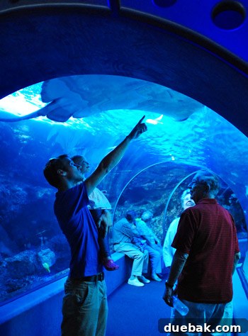 A giant stingray swims gracefully over the heads of visitors in the underwater tunnel at the Maui Ocean Center.