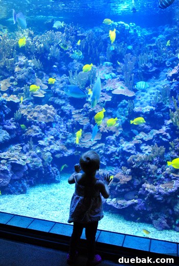 Clara gazes up in wonder at the marine life swimming overhead in the Maui Ocean Center's underwater tunnel.