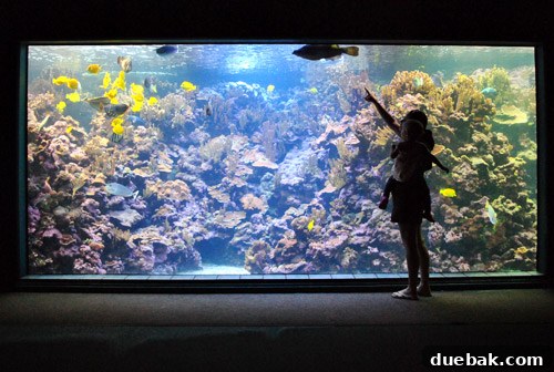 A large shark swims past a colorful coral reef display inside the Maui Ocean Center aquarium.