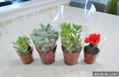 Various succulents, including small and medium sizes, ready for planting on a white surface.