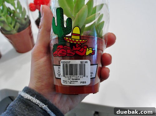 Close-up of four healthy succulents with their price tags, including a distinctive red cactus.