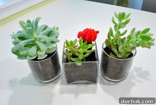 A newly potted succulent in a clear glass vase, showcasing the distinct layers of soil and plant.