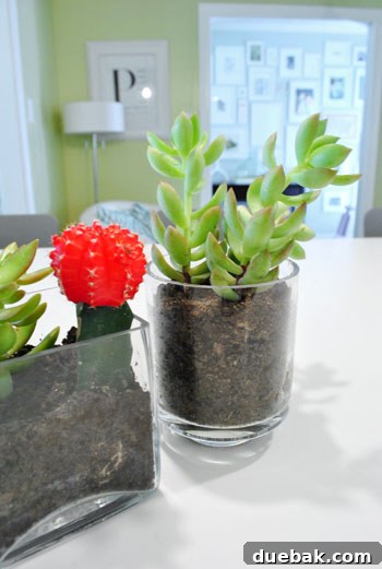 Two glass vases with succulents placed on a white bathroom counter, enhancing the decor.