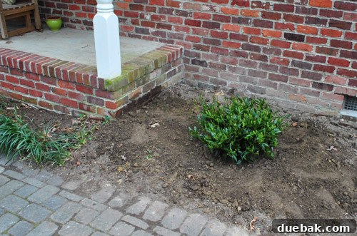Another newly planted Otto Luyken Laurel on the right side of the porch, contributing to the foundation planting