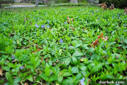 Lush green periwinkle groundcover, a solution for areas where grass struggles to grow
