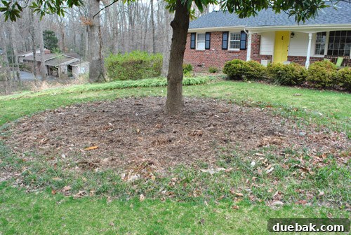 Periwinkle groundcover planted around the base of a magnolia tree, effectively covering bare soil