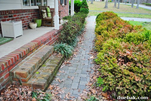 An overgrown pathway leading to a front door, highlighting the need for strategic plant removal and replacement
