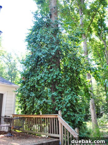 Overgrown euonymus vines climbing an oak tree next to a patio, signaling a need for removal