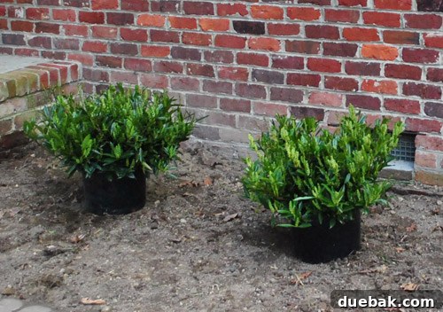Two newly purchased Otto Luyken Laurel bushes, approximately two feet wide, ready for planting