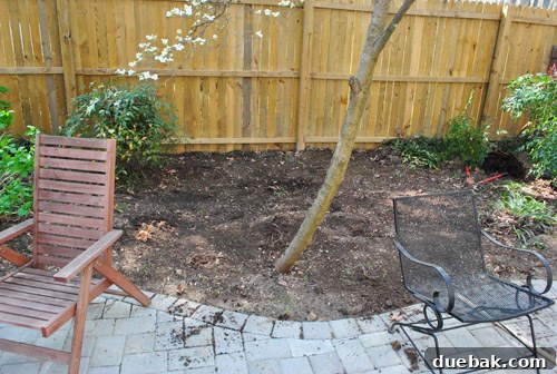 Cultivating Perfect Blue Hydrangeas 11 Cleared area behind a tree, prepared for the transplantation of new bushes