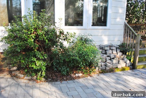 Cultivating Perfect Blue Hydrangeas 12 Overgrown nandina bushes in their original, crowded location before being transplanted