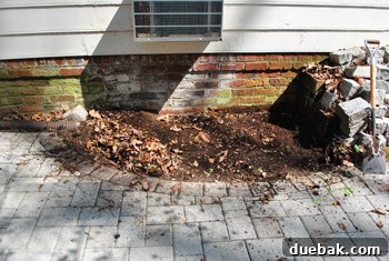Cultivating Perfect Blue Hydrangeas 13 The process of carefully digging up nandina bushes for relocation