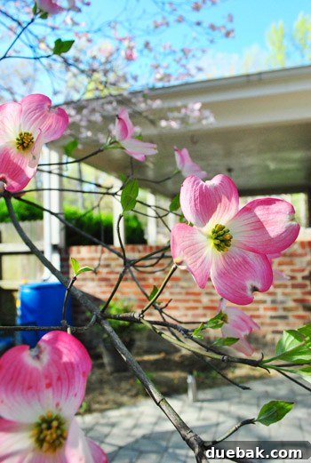 Cultivating Perfect Blue Hydrangeas 18 Blooming trees providing a beautiful, natural backdrop to the transformed garden