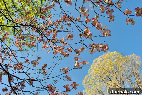 Cultivating Perfect Blue Hydrangeas 21 Blooming trees in the garden after the transformation, showcasing natural beauty