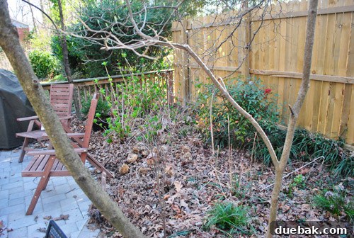Cultivating Perfect Blue Hydrangeas 22 Another before shot of the unruly and neglected garden area