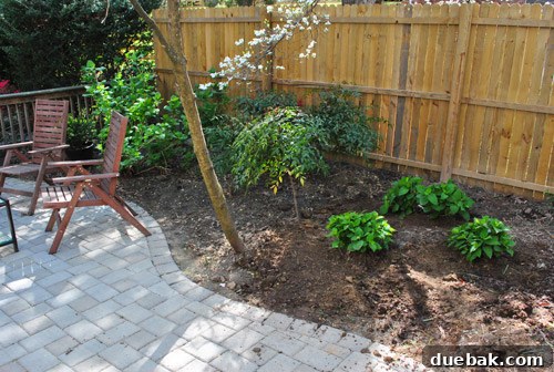 Cultivating Perfect Blue Hydrangeas 23 Corresponding after shot, displaying a beautifully clean and organized garden