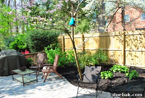 Cultivating Perfect Blue Hydrangeas 26 Mulched and fabulous garden bed after the complete transformation, showcasing the finishing touch