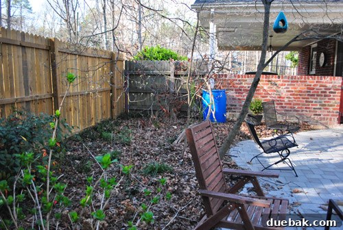 Cultivating Perfect Blue Hydrangeas 5 Diseased trees and a completely dead rhododendron bush in the neglected garden