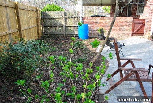 Cultivating Perfect Blue Hydrangeas 9 Garden with liriope clumps needing removal and several bare spots awaiting new plants