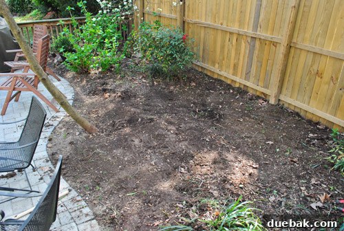Cultivating Perfect Blue Hydrangeas 10 Close-up of the garden bed showing the process of digging out liriope clumps