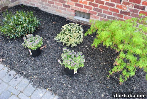 Cultivating Variegated Dwarf Pieris Japonica 11 The process of planting a new tree and bush in the prepared garden bed