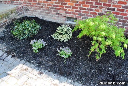 Cultivating Variegated Dwarf Pieris Japonica 12 Garden Variagated Dead Nettle planted as ground cover, showing its purple flowers