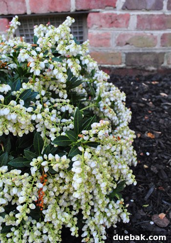 Cultivating Variegated Dwarf Pieris Japonica 14 Close-up detail of the beautiful Viridis Laceleaf Maple foliage