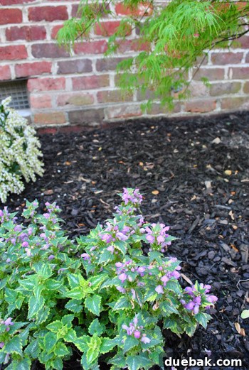 Cultivating Variegated Dwarf Pieris Japonica 15 Close-up detail of the Garden Variagated Dead Nettle with its distinctive leaves and purple flowers